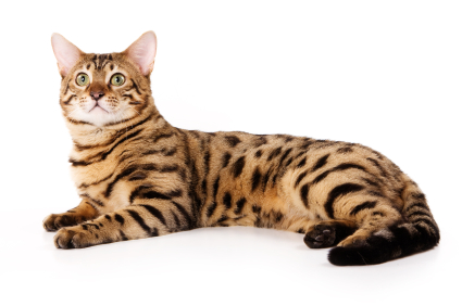 Bengalkatt - krysning mellom asiatisk leopard og katt
