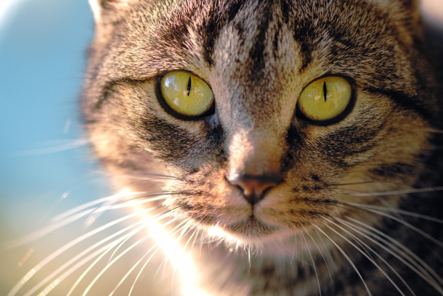 Alle katter fortjener et fint kattenavn