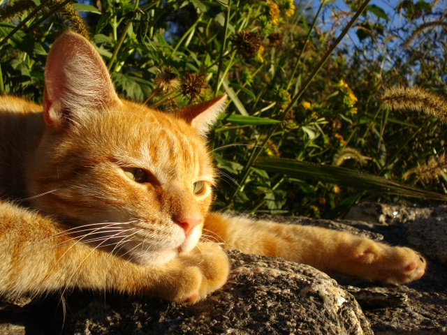 Kastrerte hannkatter går ofte opp i vekt