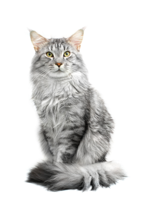 Maine Coon